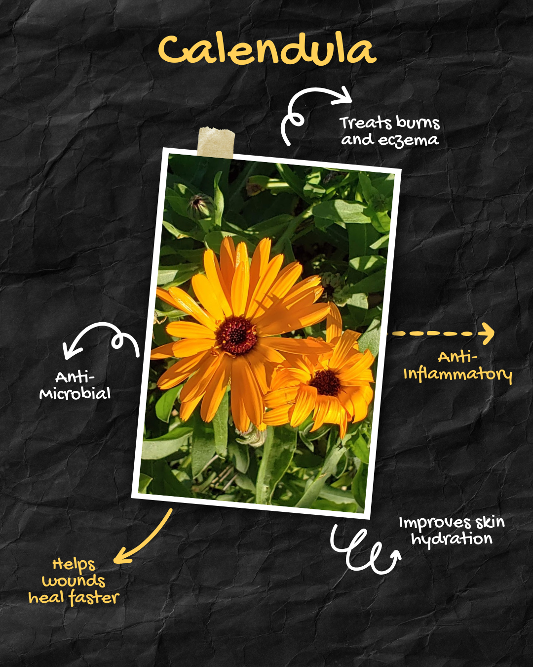 Calendula Healing Salve